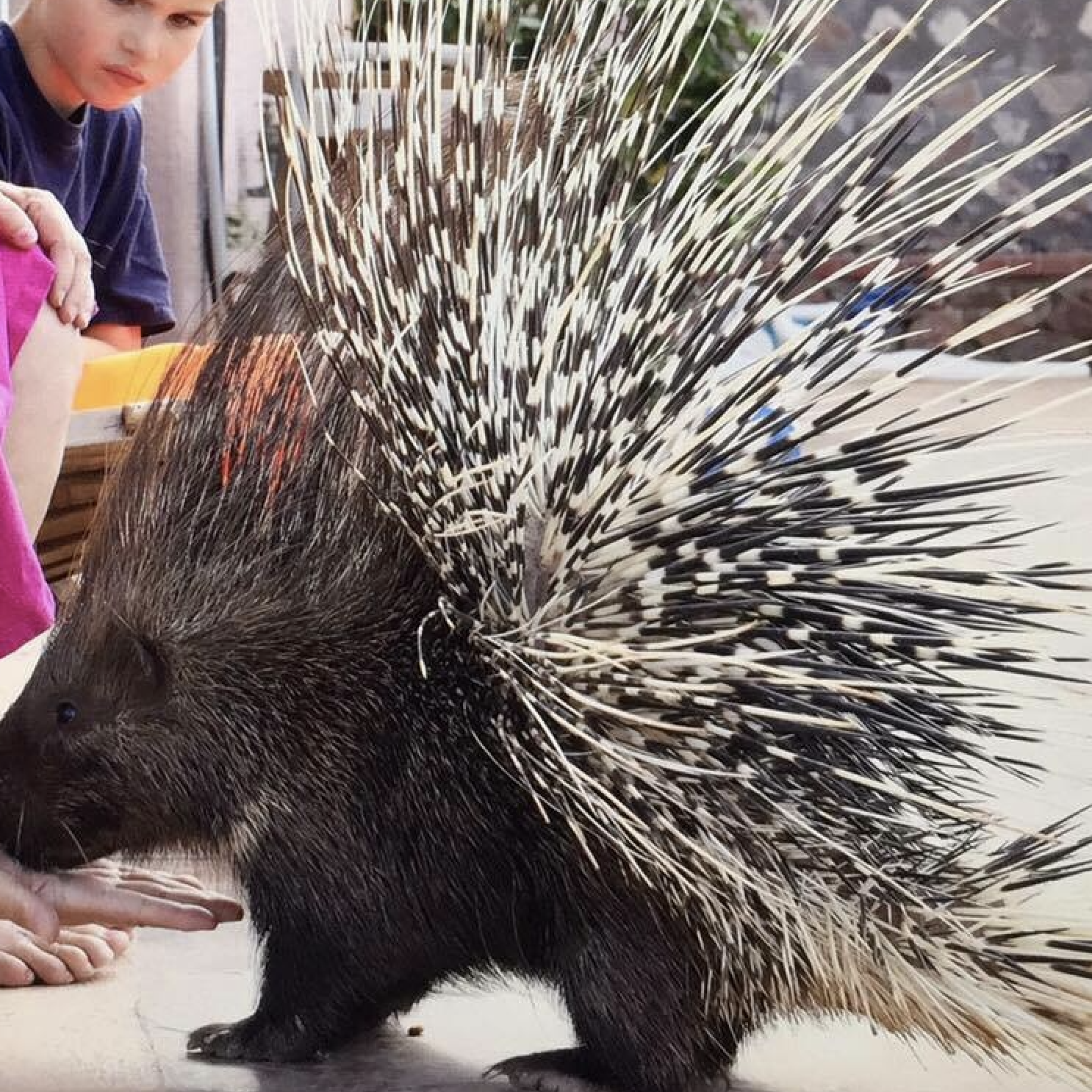 African Crested Porcupine El Paso Zoo
